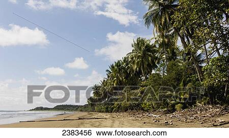 Stock Photograph - Beach with palm trees; Costa Rica. Fotosearch