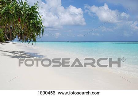 Stock Photograph - Beach With Palm Trees. Fotosearch