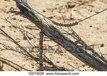 Stock Photo - Beads by a wooden oovo, Bayanzag, South Gobi Province, Mongolia. Fotosearch