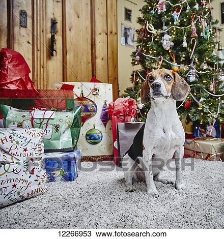Stock Image - Beagle dog in front of Christmas tree and presents; Ontario, Canada. Fotosearch