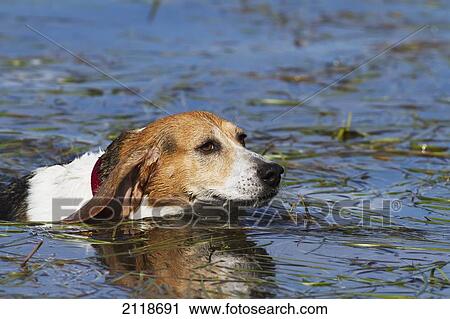 beagle swimming
