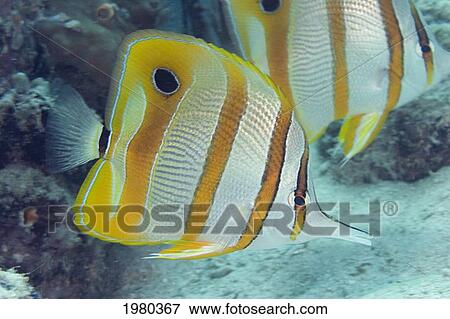Beaked Butterflyfish (Chelmon Rostratus) also known as Copper-Banded Butterflyfish; Malaysia View Large Photo Image Stock Photo - Beaked Butterflyfish (Chelmon Rostratus) also known as Copper-Banded Butterflyfish; Malaysia. Fotosearch