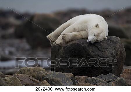 Stock Image - Bear Laying On Rock, Manitoba, Canada. Fotosearch
