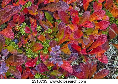 Stock Image - Bearberry Shrub Turns Red During The Brief Autumn Along The Dempster Highway; Yukon Canada. Fotosearch