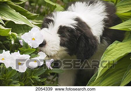 Bearded Collie Puppy Playing In Flower Garden; Ontario, Canada View Large Photo Image Stock Photo - Bearded Collie Puppy Playing In Flower Garden; Ontario, Canada. Fotosearch