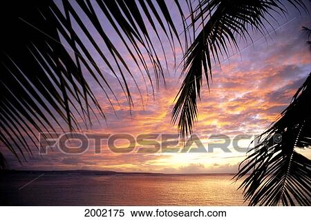 Stock Photography - Beautiful Calm Sunset Reflections On Water With Palm Fronds Foreground. Fotosearch