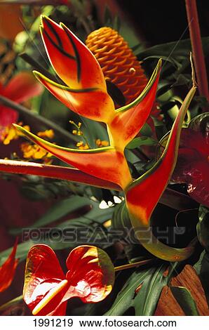 Stock Photo - Beautiful Tropical Bouquet Flower Arrangement With Heliconia And Ginger. Fotosearch