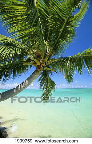 Beautiful View Of Clear Water, Palm Tree, Deep Blue Sky View Large Photo Image Stock Photo - Beautiful View Of Clear Water, Palm Tree, Deep Blue Sky. Fotosearch