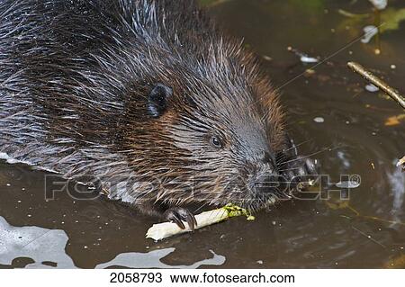 Stock Image - Beaver (Castor Canadensis) Chewing Alder Bark, Autumn, Nova Scotia, Canada.. Fotosearch