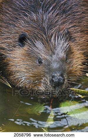 Stock Photograph - Beaver (Castor Canadensis) Chewing Alder Bark, Autumn, Nova Scotia, Canada.. Fotosearch