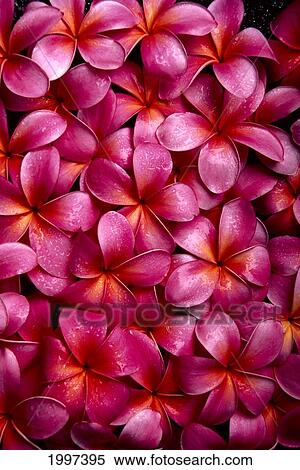 Stock Photography - Bed Of Dark Pink Plumeria Blossoms, Overlapping A23A. Fotosearch