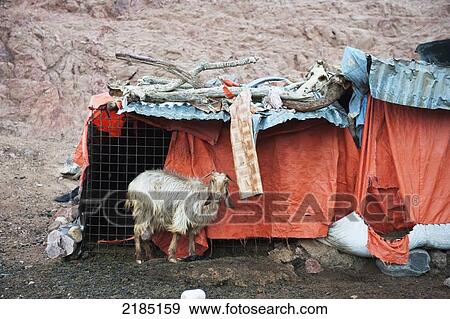 Stock Photo - Bedouin Encampment Near The Feynan Eco-Lodge In Jordan's Dana Reserve, Jordan, Middle East. Fotosearch