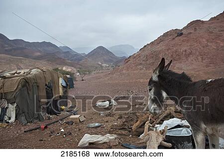 Stock Photo - Bedouin Encampment Near The Feynan Eco-Lodge In Jordan's Dana Reserve, Jordan, Middle East. Fotosearch