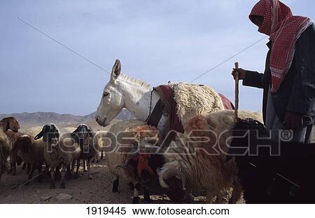 Bedouin Man / Shepherd, Herding Sheep View Large Photo Image Stock Photography - Bedouin Man / Shepherd, Herding Sheep. Fotosearch