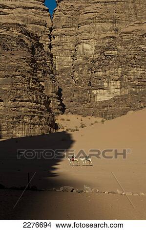 Bedouin on a camel in the middle of the Wadi Rum desert; Jordan View Large Photo Image Picture - Bedouin on a camel in the middle of the Wadi Rum desert; Jordan. Fotosearch