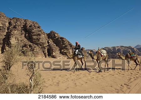 Stock Photograph - Bedouin Riding A Camel In Desert, Wadi Rum (The Valley Of The Moon), Jordan, Middle East. Fotosearch