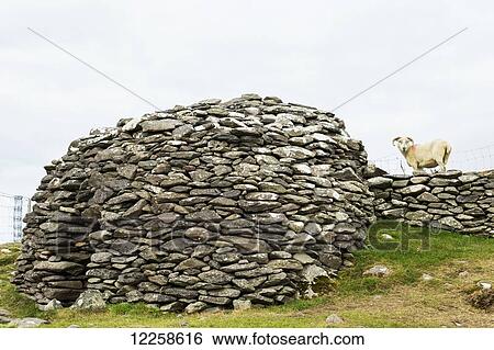 Bee hive stone structure with ram on stone fence; Dingle, County Kerry, Ireland View Large Photo Image Stock Photograph - Bee hive stone structure with ram on stone fence; Dingle, County Kerry, Ireland. Fotosearch