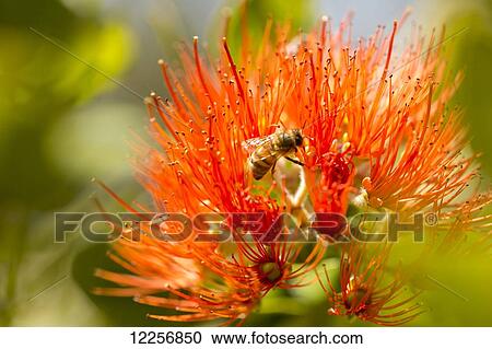 Bee pollinating Red Ohia Lehua blossom (Metrosideros polymorpha); Maui, Hawaii, United States of America View Large Photo Image Stock Image - Bee pollinating Red Ohia Lehua blossom (Metrosideros polymorpha); Maui, Hawaii, United States of America. Fotosearch