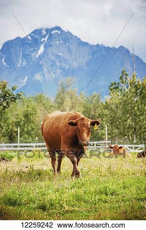 Stock Image - Beef cattle on a farm in Alaska (Bos primigenius); Palmer, Alaska, United States of America. Fotosearch