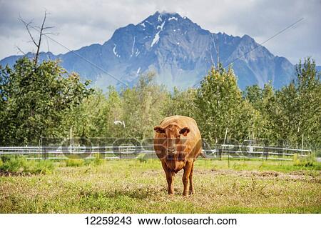 Stock Image - Beef cattle on a farm in Alaska (Bos primigenius); Palmer, Alaska, United States of America. Fotosearch