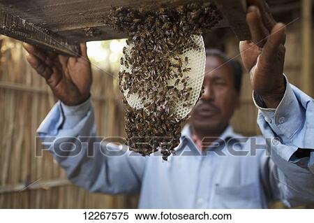 Stock Photography - Beekeeper; Rangpur, Bangladesh. Fotosearch