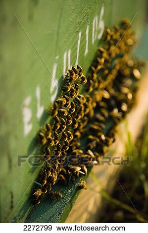 Bees clustered together on the outside of the hive entrance; ierissos halkidiki greece View Large Photo Image Stock Photo - Bees clustered together on the outside of the hive entrance; ierissos halkidiki greece. Fotosearch