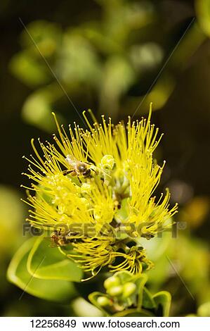 Stock Photo - Bees polinating Yellow Ohia Lehua blossom (Metrosideros polymorpha); Maui, Hawaii, United States of America. Fotosearch