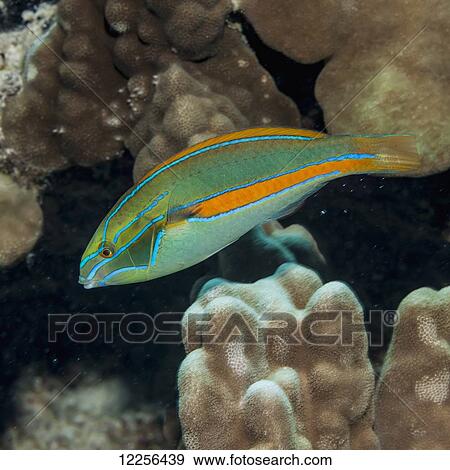 Stock Photo - Belted Wrasse (Stethojulis balteata), a Hawaiian endemic fish, near a coral reef; Kona, Island of Hawaii, Hawaii, United States of America. Fotosearch