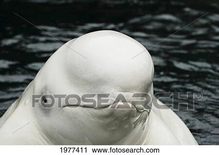 Stock Image - Beluga Whale head (Delphinapterus Leucas). Fotosearch