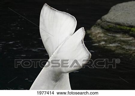 Picture - Beluga Whale Tail (Delphinapterus Leucas); Canada. Fotosearch
