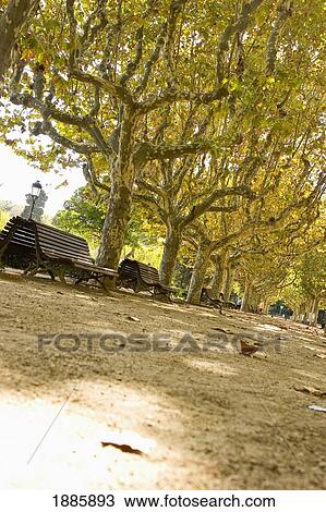 Stock Image - Benches And Trees Lining Dirt Path In Park. Fotosearch