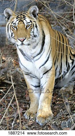 Picture - Bengal Tiger In Pench National Park.. Fotosearch