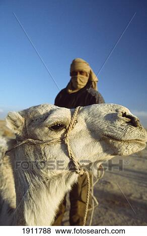 Berber Camel Rider And Camel During A Camel Trek In Sahara Desert From Douz (Town On The Edge Of The Southern Tunisia), Tunisia. View Large Photo Image Stock Photo - Berber Camel Rider And Camel During A Camel Trek In Sahara Desert From Douz (Town On The Edge Of The Southern Tunisia), Tunisia.. Fotosearch