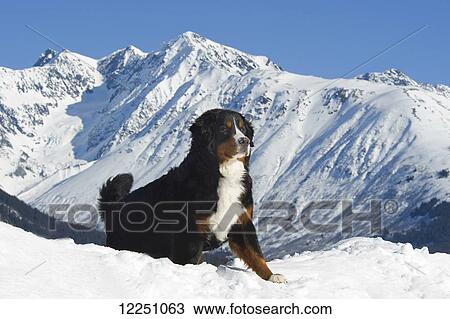 Bernese Mountain Dog poses amid the Chugach Mountains; Alaska, United States of America View Large Photo Image Stock Image - Bernese Mountain Dog poses amid the Chugach Mountains; Alaska, United States of America. Fotosearch