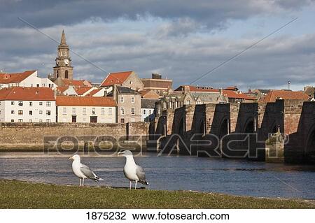 Stock Image - Berwick, Northumberland, England; Seagulls Standing Along The Shore. Fotosearch