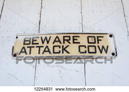 Stock Image - Beware of attack cow sign on barn; Honesdale, Pennsylvania, United States of America. Fotosearch