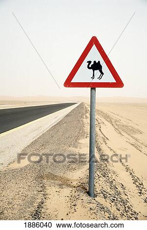 Beware Of Camels Road Sign Beside A Desert Road View Large Photo Image Stock Image - Beware Of Camels Road Sign Beside A Desert Road. Fotosearch
