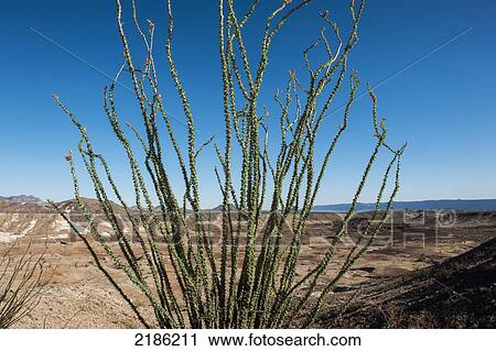 Big Bend National Park, Texas, Usa View Large Photo Image Stock Image - Big Bend National Park, Texas, Usa. Fotosearch