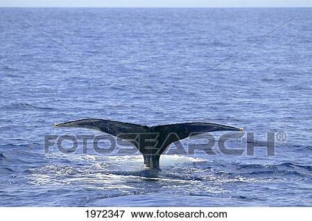 Stock Photo - Big Island, Hawaii, Central Pacific Ocean, Endangered Humpback Whale (Megaptera Novaeangliae) Tail Lobbing.. Fotosearch