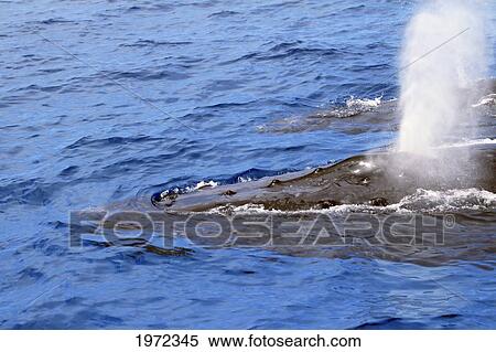 Stock Photography - Big Island, Hawaii, Central Pacific Ocean, Endangered Humpback Whale Mother And Calf (Megaptera Novaeangliae) Surfacing To Breathe.. Fotosearch
