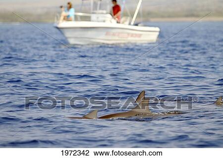 Stock Image - Big Island Of Hawaii, Central Pacific Ocean, Pod Of Spinner Dolphins (Stenella Longirostris) Surface In Front Of Spectators On A Tour Boat. For Editorial Use Only.. Fotosearch