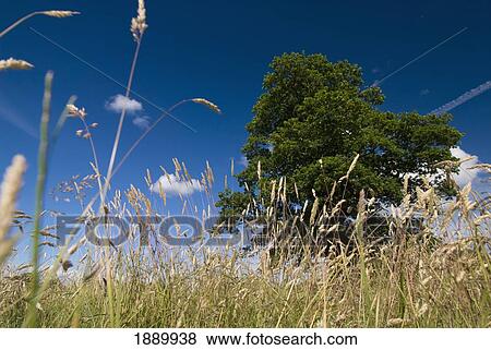 Stock Photo - Big Oak Tree In Field Surrounded By Grass, Low Angle View. Fotosearch