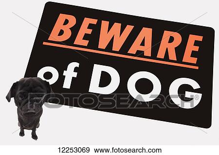 Stock Photo - Big sign saying beware of dog with a small dog. Fotosearch