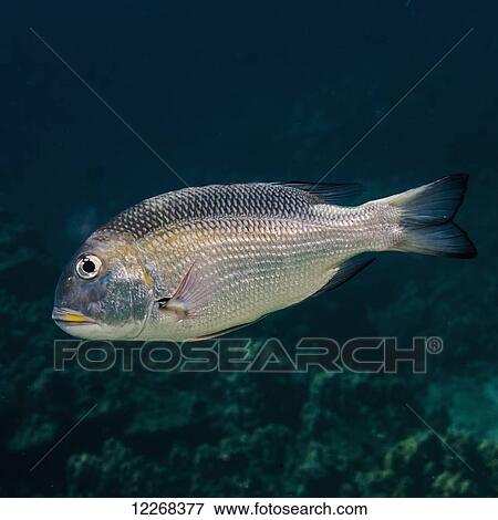 Bigeye Emperor (Monotaxis grandoculis); Kona, Island of Hawaii, Hawaii, United States of America View Large Photo Image Stock Photo - Bigeye Emperor (Monotaxis grandoculis); Kona, Island of Hawaii, Hawaii, United States of America. Fotosearch
