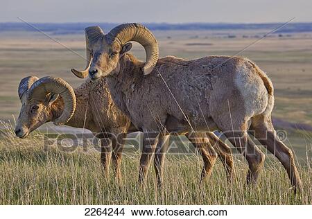 Bighorn sheep in badlands national park; south dakota usa View Large Photo Image Picture - Bighorn sheep in badlands national park; south dakota usa. Fotosearch