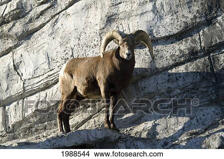 Picture - Bighorn Sheep (Ovis Canadensis) At The Calgary Zoo, Calgary, Alberta, Canada. Fotosearch
