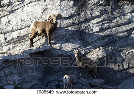 Bighorn Sheep (Ovis Canadensis) At The Calgary Zoo, Calgary, Alberta, Canada View Large Photo Image Stock Photo - Bighorn Sheep (Ovis Canadensis) At The Calgary Zoo, Calgary, Alberta, Canada. Fotosearch
