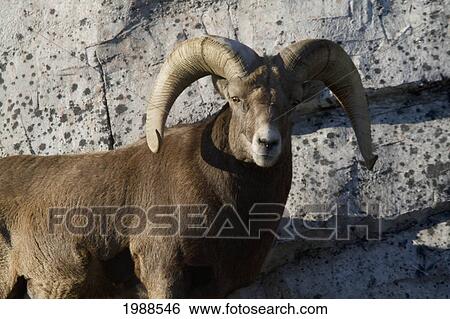 Bighorn Sheep (Ovis Canadensis) At The Calgary Zoo, Calgary, Alberta, Canada View Large Photo Image Stock Photograph - Bighorn Sheep (Ovis Canadensis) At The Calgary Zoo, Calgary, Alberta, Canada. Fotosearch
