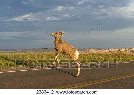 Stock Image - Bighorn Sheep (Ovis canadensis) crossing the road, Badlands National Park; South Dakota, United States of America. Fotosearch