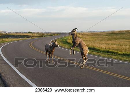 Bighorn Sheep (Ovis canadensis) crossing the road in Badlands National Park; South Dakota, United States of America View Large Photo Image Stock Photo - Bighorn Sheep (Ovis canadensis) crossing the road in Badlands National Park; South Dakota, United States of America. Fotosearch